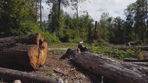 Tree and Shrub Care in Palm Harbor, FL