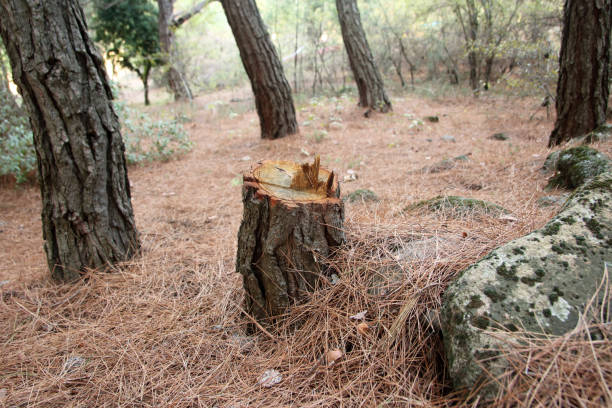 Best Stump Grinding and Removal  in Palm Harbor, FL