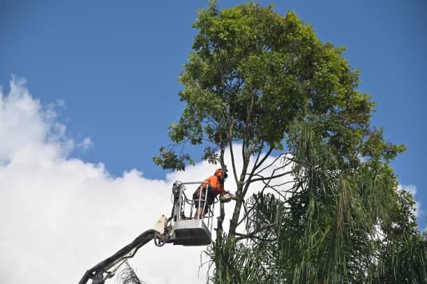 Best Lawn Irrigation Installation and Maintenance  in Palm Harbor, FL