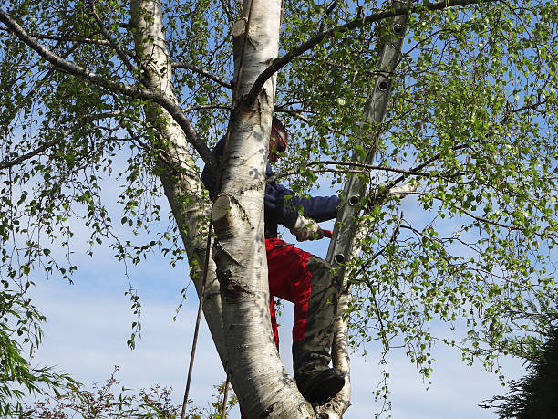  Palm Harbor, FL Tree Care Pros