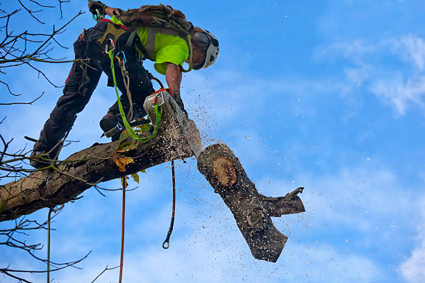 Reliable Palm Harbor, FL Tree Care Solutions